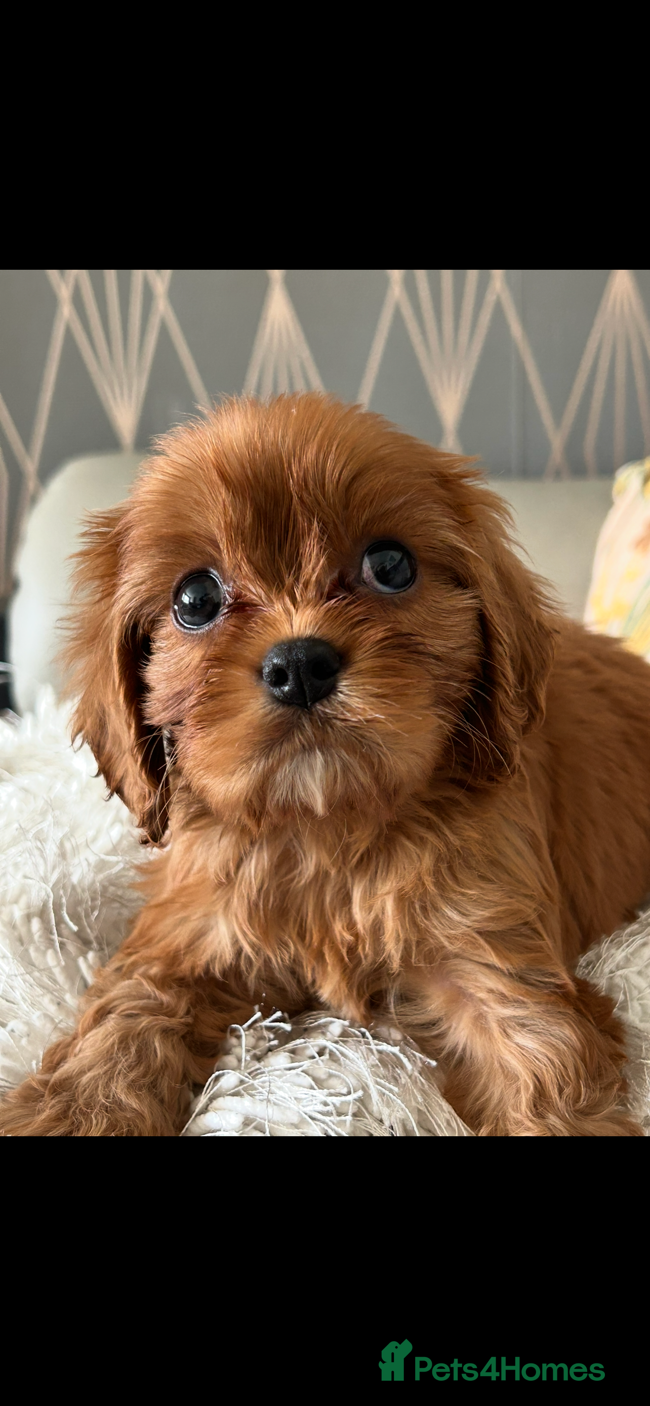 Cavalier King Charles Spaniel dogs Cavalier King Charles male kc reg - Advert 3