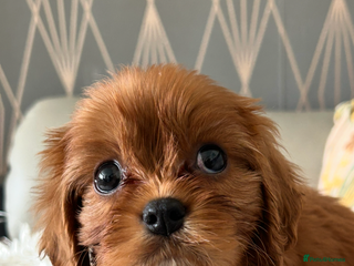 Cavalier King Charles Spaniel dogs Cavalier King Charles male kc reg - Advert 2