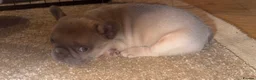 French Bulldog dogs for sale: French bulldog puppies x3 (2male/1female) - Advert 4