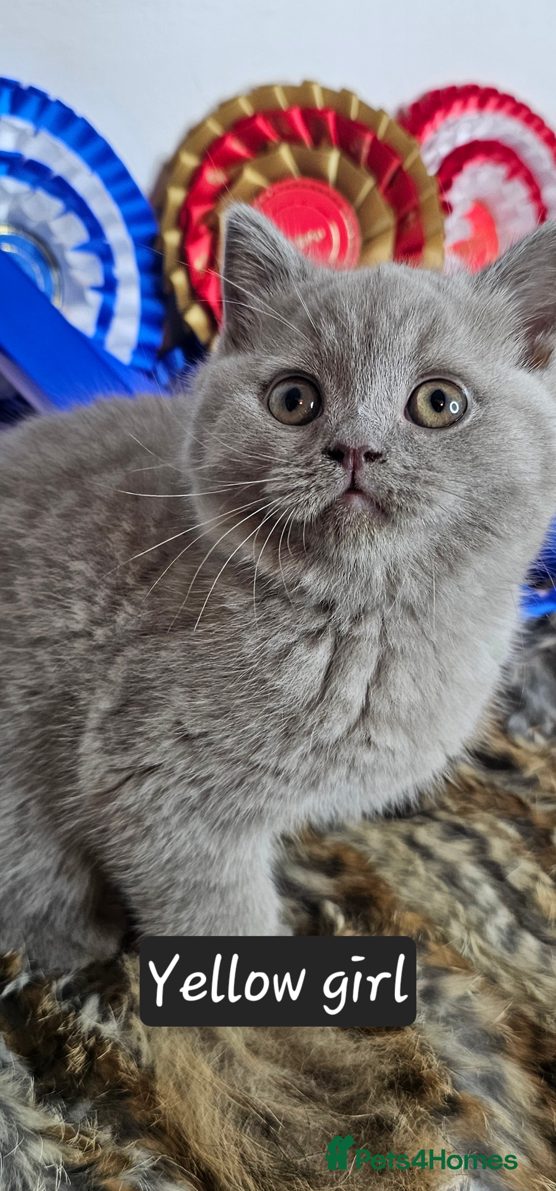 British Shorthair cats Bsh Chunky Kittens🐱 - Advert 5