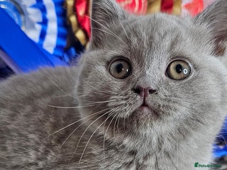 British Shorthair cats Bsh Chunky Kittens🐱 - Advert 15