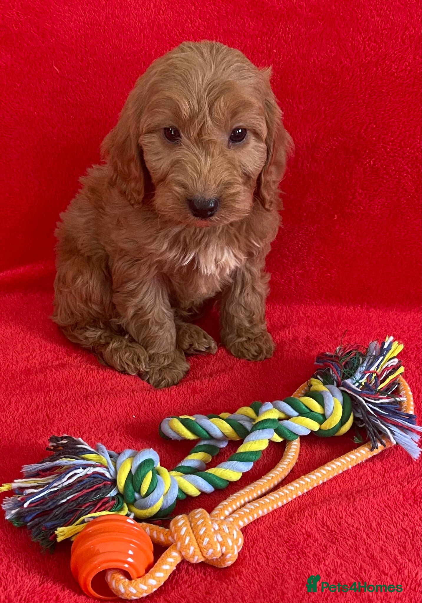 Cockapoo dogs Beautiful F1 cockerpoo pups NOW READY - Advert 1