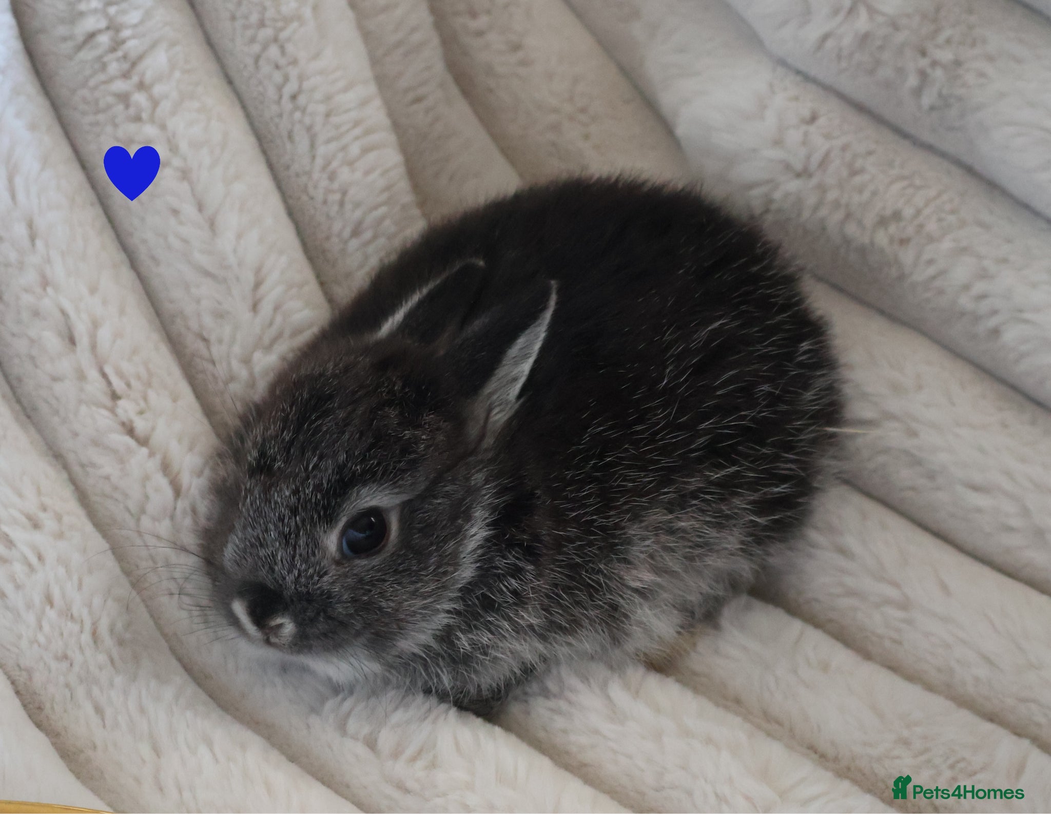 Netherland Dwarf rabbits 🐰 Netherland Dwarf Rabbits for Sale 🐰 - Advert 2