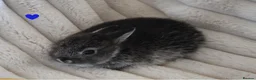 Netherland Dwarf rabbits for sale: 🐰 Netherland Dwarf Rabbits for Sale 🐰 in Southall - Advert 8