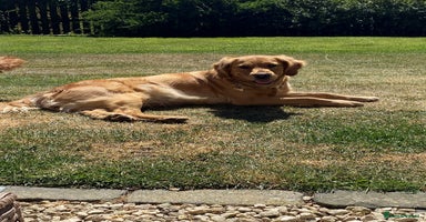 Golden Retriever dogs - Advert 2