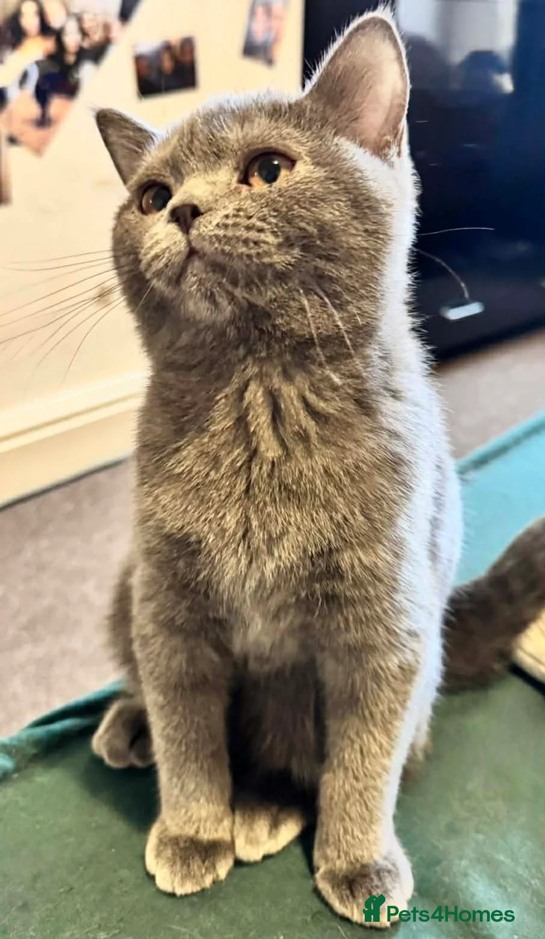 British Shorthair cats for sale: British shorthair  - Advert 2