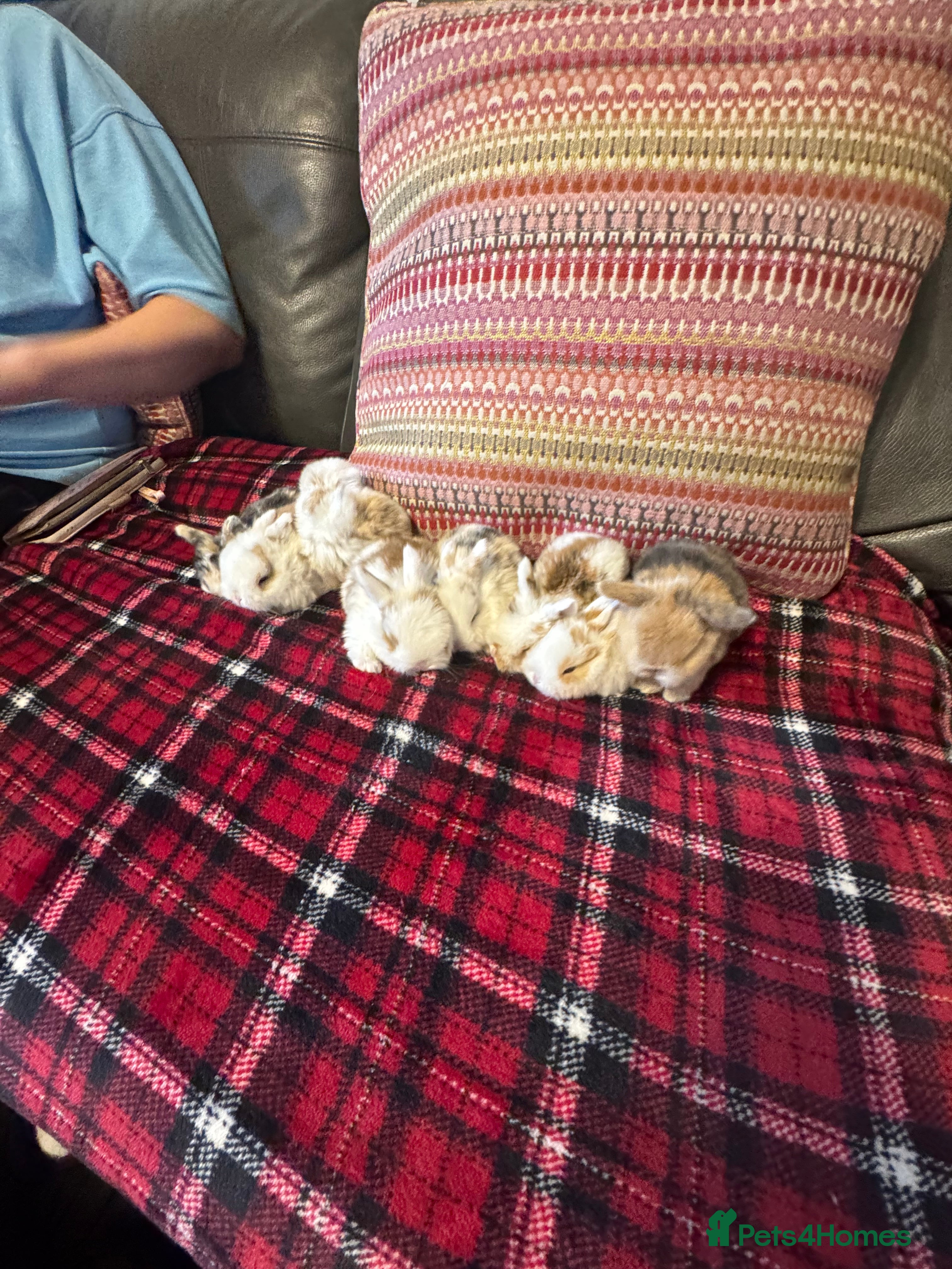 Mini Lop rabbits Mini lops - Advert 18