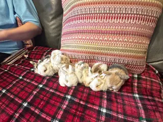 Mini Lop rabbits Mini lops - Advert 18