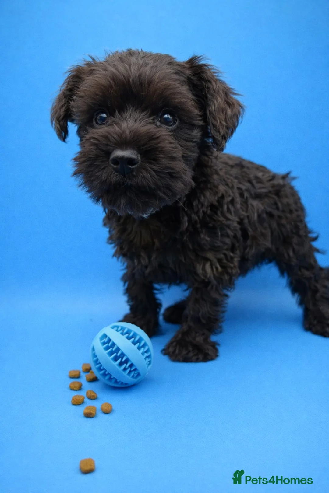 Miniature Schnauzer dogs for sale: Kc reg miniature schnauzers pups available  - Advert 2