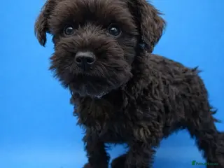 Miniature Schnauzer dogs Kc reg miniature schnauzers pups available - Advert 8