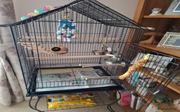 Cockatiels birds for sale: Cockatiel and cage - Image 2