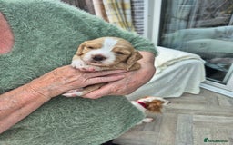 Cocker Spaniel dogs for sale: 5 gorgeous male working cocker spaniel puppies  - Image 3