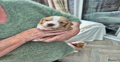 Cocker Spaniel dogs - Advert 8