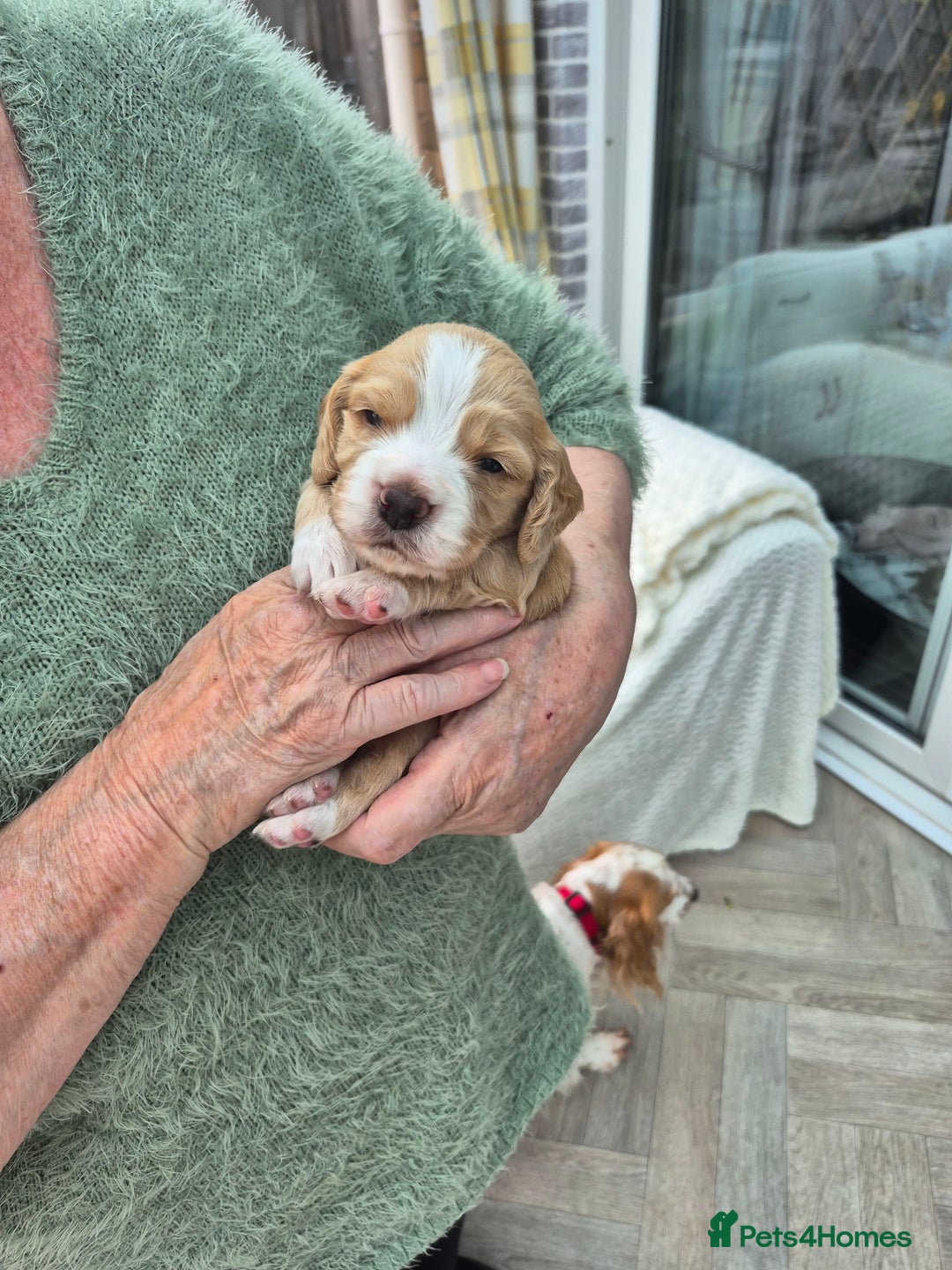 Cocker Spaniel dogs for sale: 5 gorgeous male working cocker spaniel puppies  - Image 3