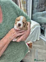 Cocker Spaniel dogs - Advert 8