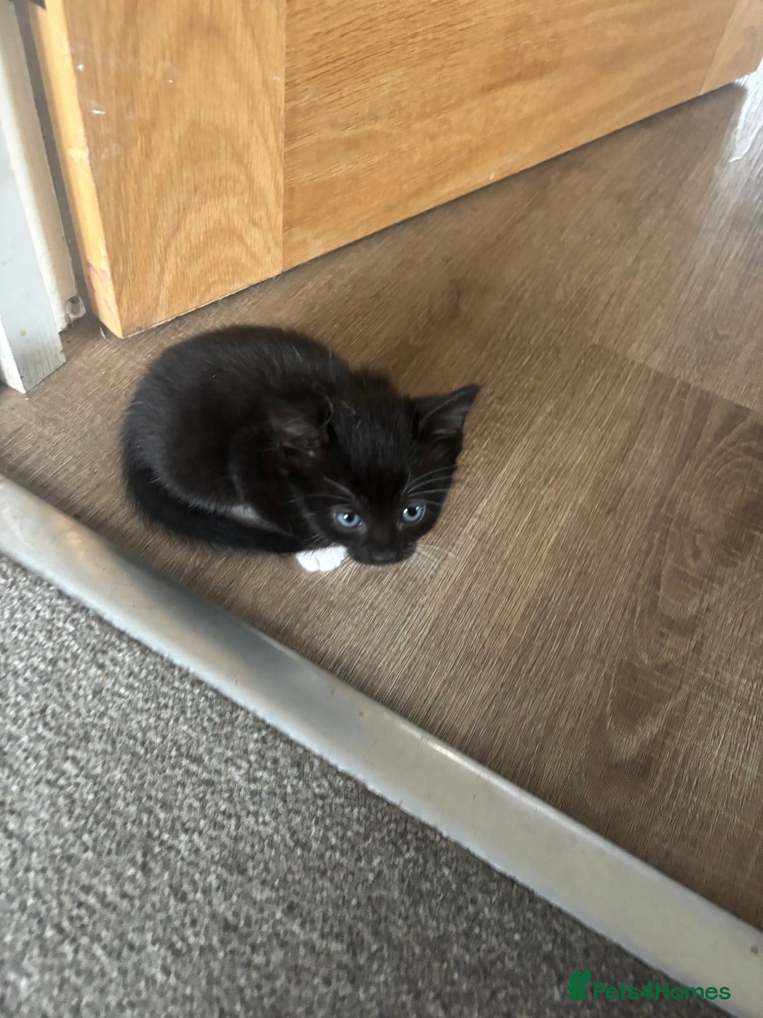 Mixed Breed cats for sale: Black and white kittens - Image 5