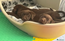 Labrador Retriever dogs for sale: Exceptional KC Chocolate Labrador Puppies - Image 26