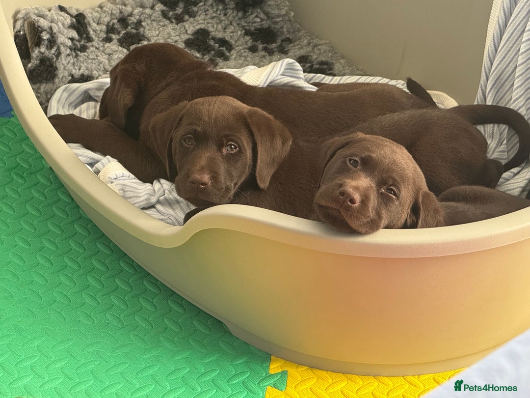 Labrador Retriever dogs for sale: Exceptional KC Chocolate Labrador Puppies - Image 26