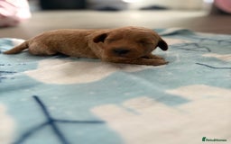 Jackapoo dogs for sale: Beautiful litter of 6 F1B Jackapoos - Image 18