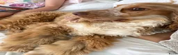 Cocker Spaniel dogs for sale: 8-Month-Old Golden Cocker Spaniel – Frank 💛 - Advert 2