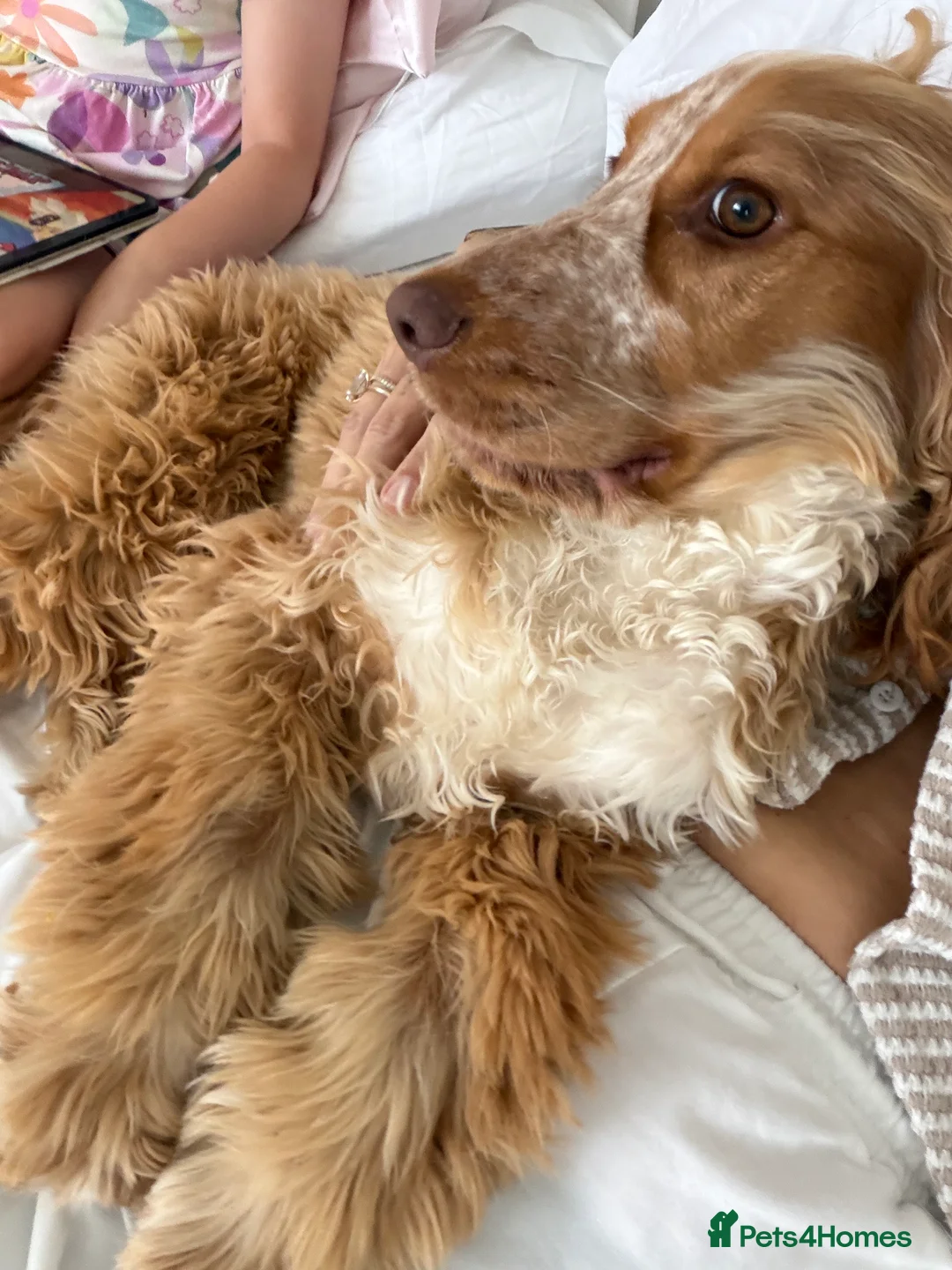 Cocker Spaniel dogs for sale: 8-Month-Old Golden Cocker Spaniel – Frank 💛 - Advert 2