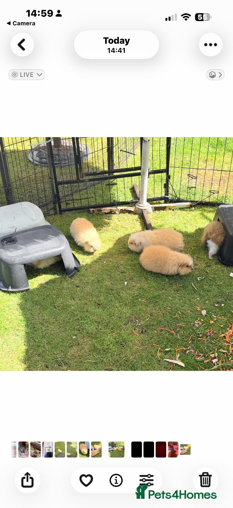 Guinea Pig rodents Swiss & Peruvians baby’s available  - Advert 2