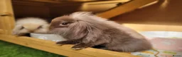 Mini Lion Lop rabbits for sale: Adorable Mini Lion Lops - READY JULY 1ST - Advert 13