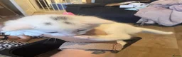 Mixed Breed cats for adoption: Beautiful kittens - Advert 21