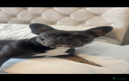 French Bulldog dogs for sale: Two Beautiful Girl French Bulldogs  - Image 17