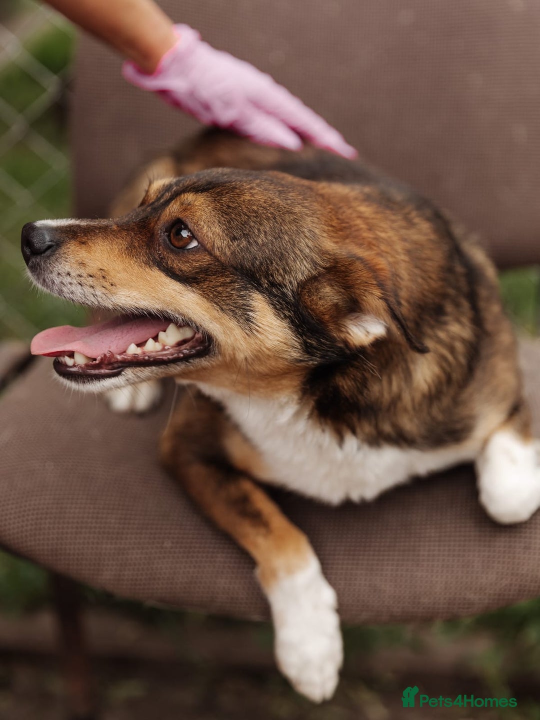 Mixed Breed dogs for adoption: 💙🐶 CHICO 🐶💙 - Image 4