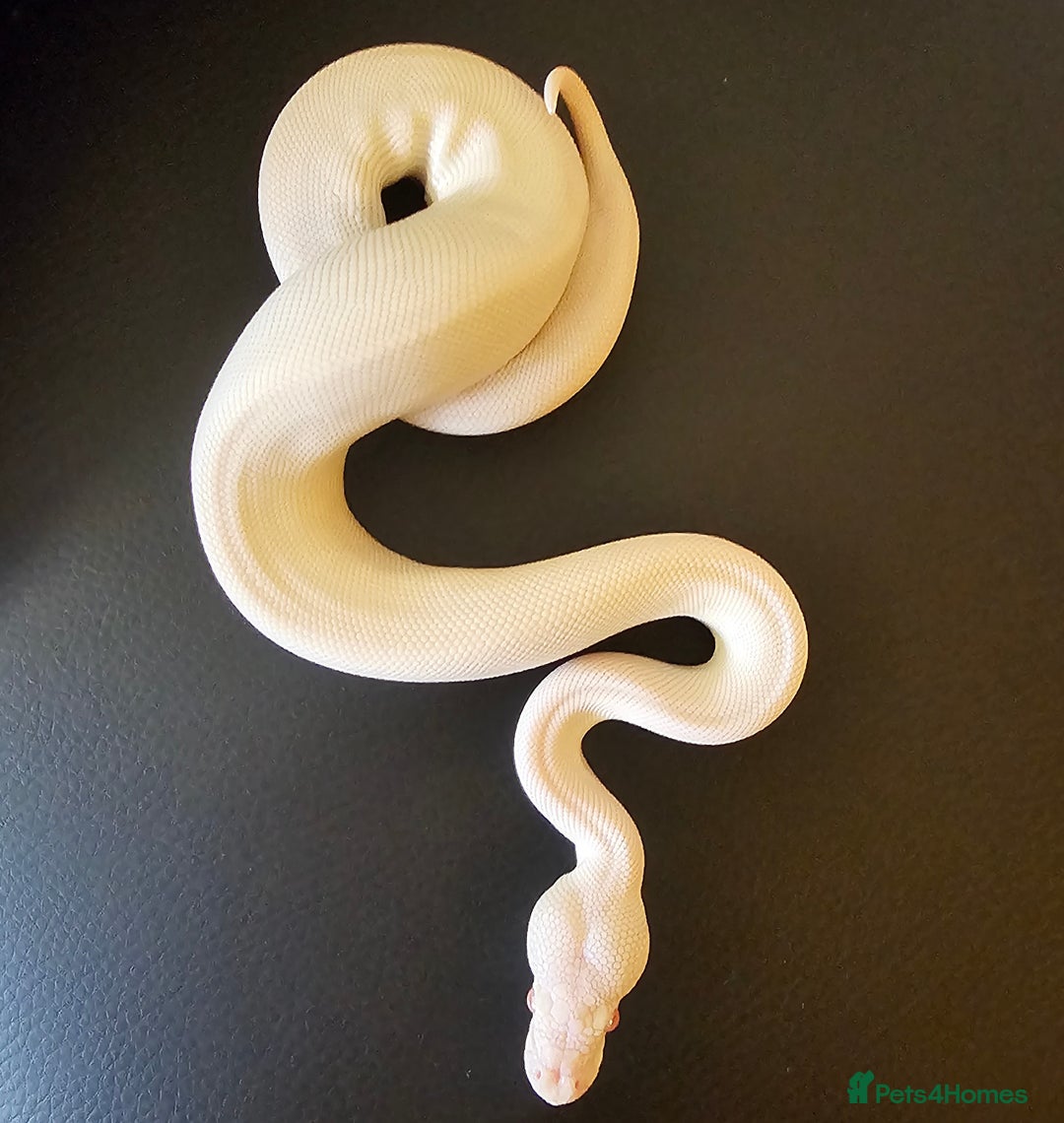 Python Snake reptiles for sale: CB25 Red eyed Leucistic Royal Pyrhon. - Image 3