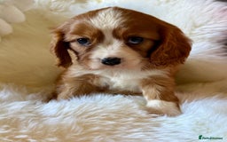Cavalier King Charles Spaniel dogs for sale: STUNNING CAVALIER PUPPIES READY TO GO ON THE 6TH! - Image 4