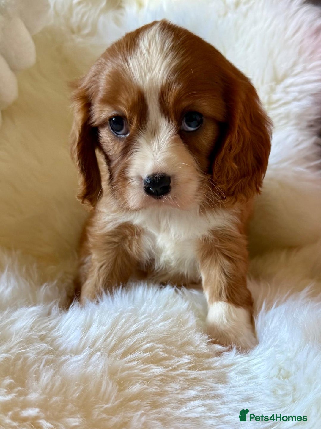 Cavalier King Charles Spaniel dogs for sale: STUNNING CAVALIER PUPPIES READY TO GO ON THE 6TH! - Image 4