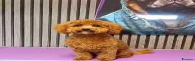 Cavapoo Puppy 5