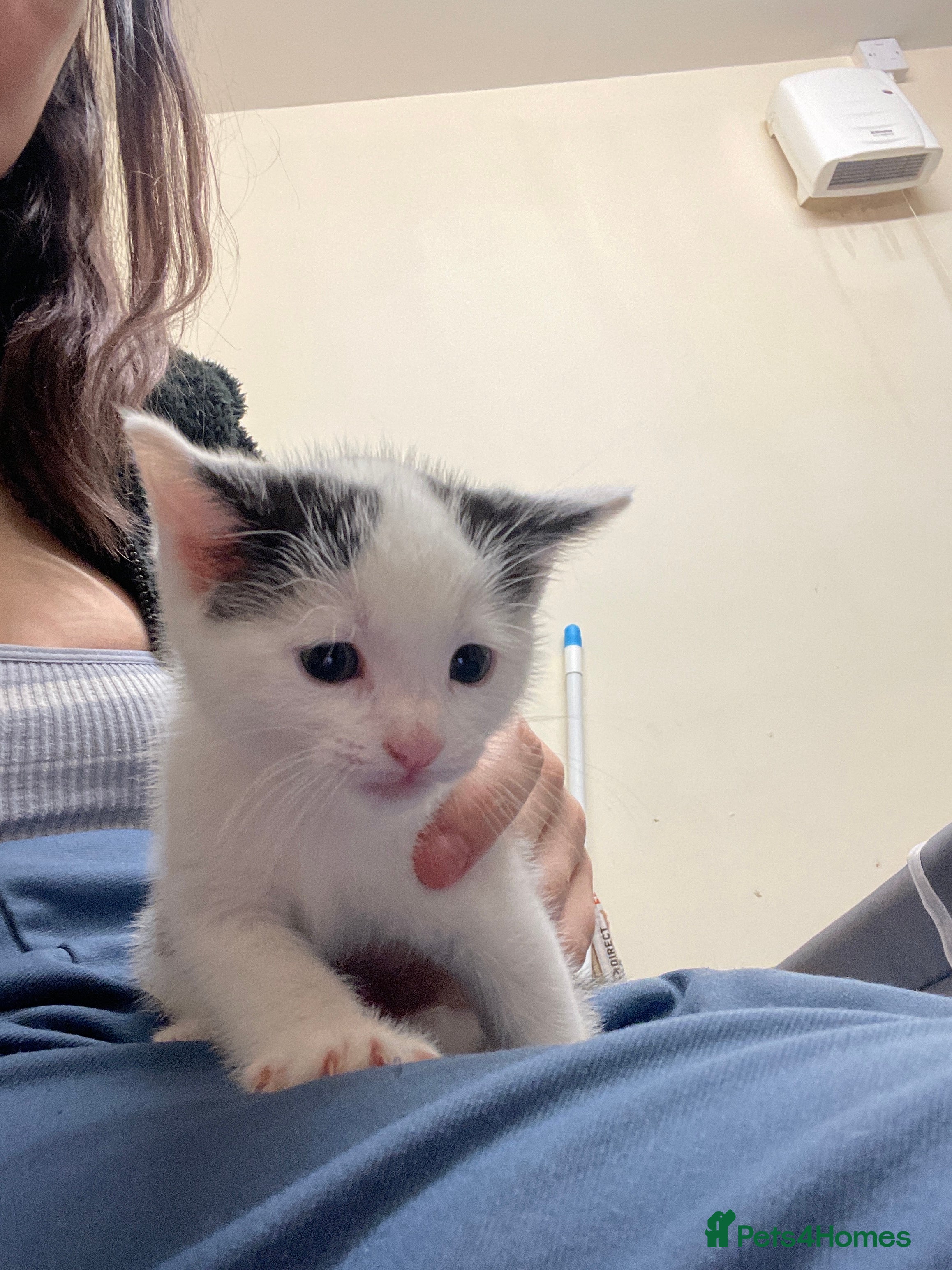 British Shorthair cats for sale: 2 male 1 female  in Chesterfield - Advert 4