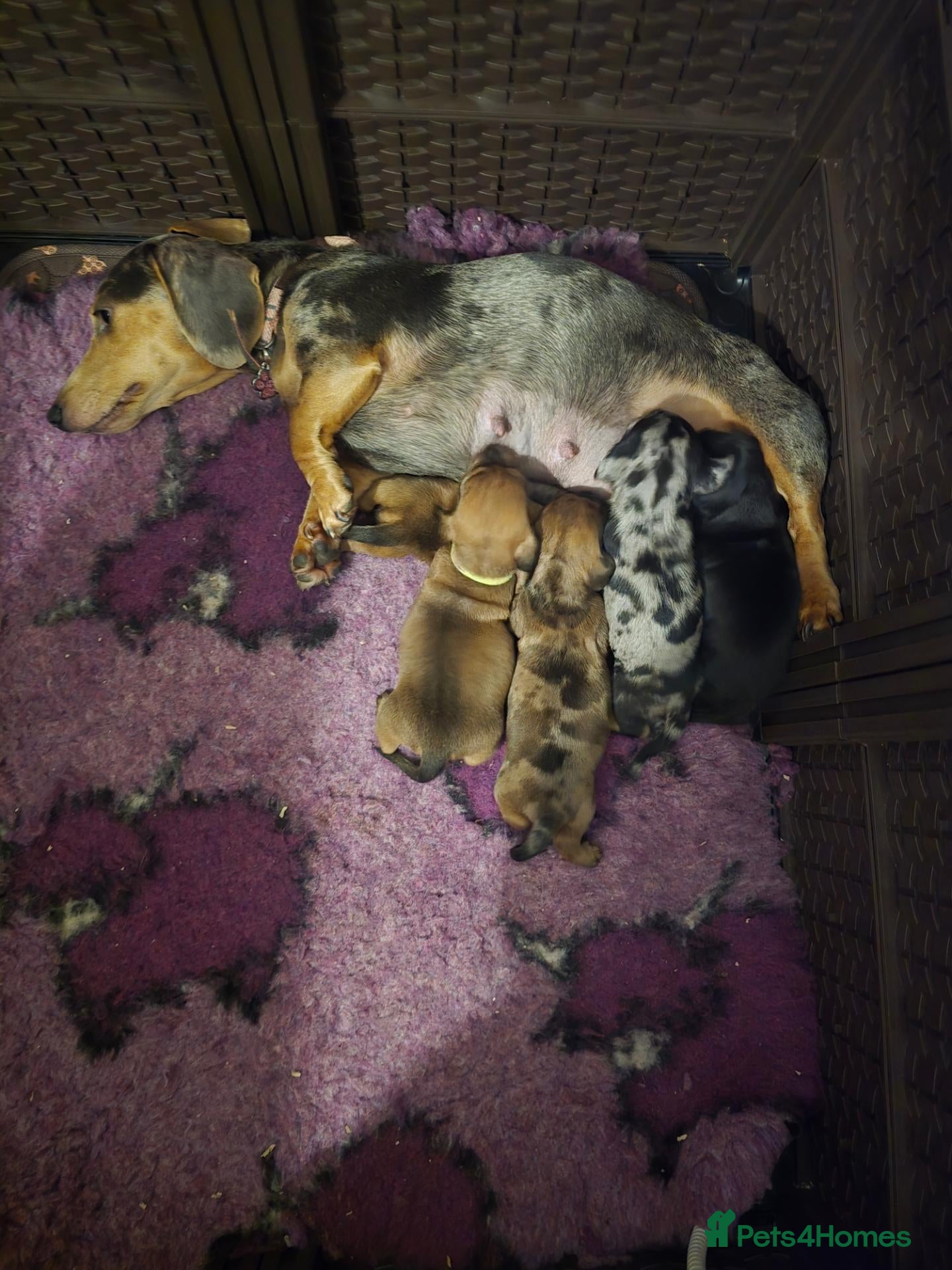 Miniature Dachshund dogs 2 shaded red girls left KC mini Dacshunds - Advert 1