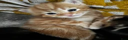 Mixed Breed cats for sale: Kittens for sale  in Whitstable - Advert 9