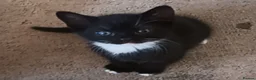 Mixed Breed cats for sale: 2 female kittens ready go now  - Advert 7