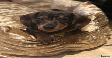Miniature Dachshund dogs - Advert 13