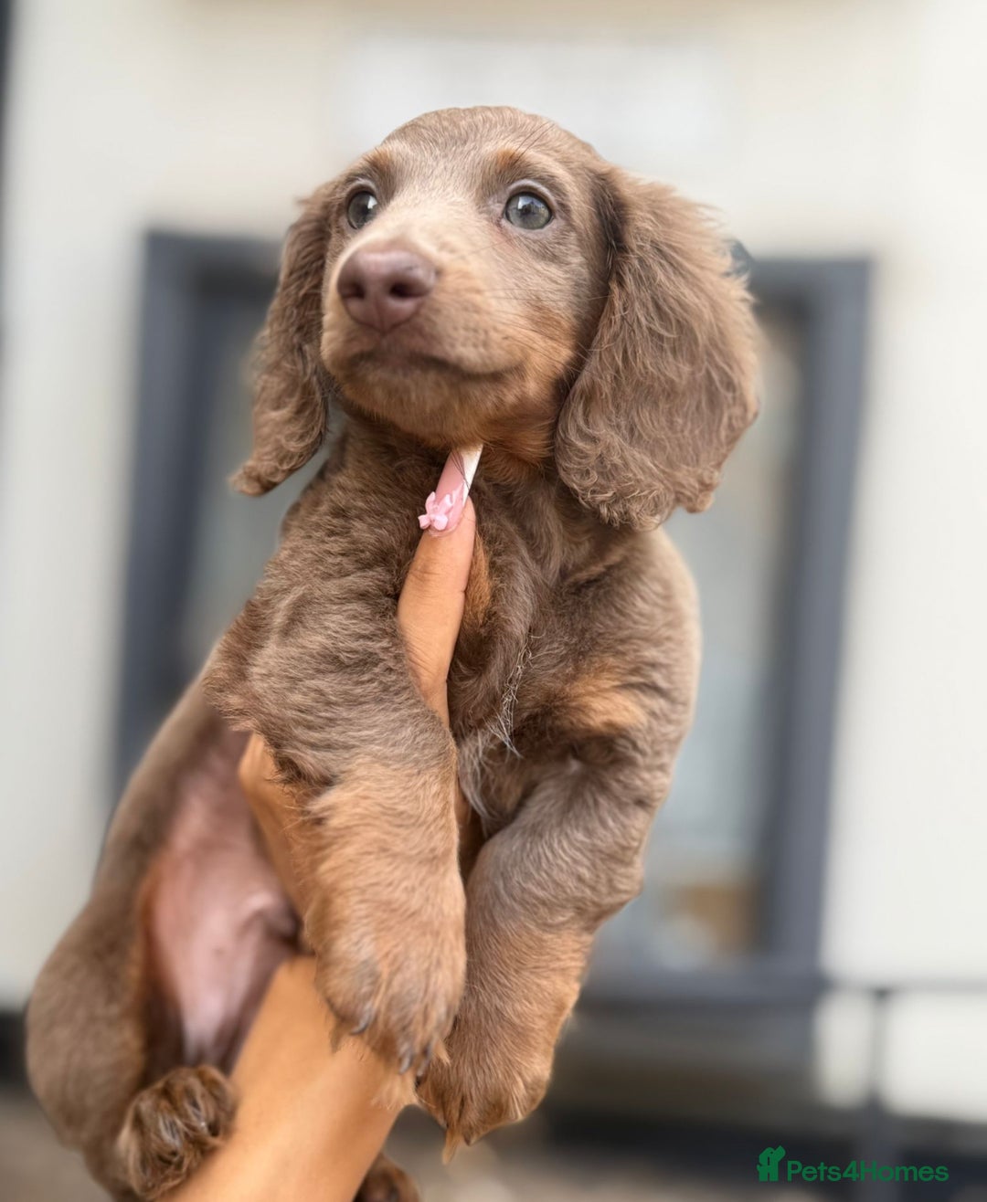 Miniature Dachshund dogs for sale: 1 last Black and Tan Male left!!!   in Watford - Image 4