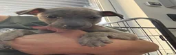 Whippet dogs for sale: Beautiful Blue brindle whippets for sale  - Advert 20