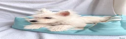 West Highland Terrier dogs for sale: West highland white terriers ⭐️ 3 boys ⭐️ - Advert 4