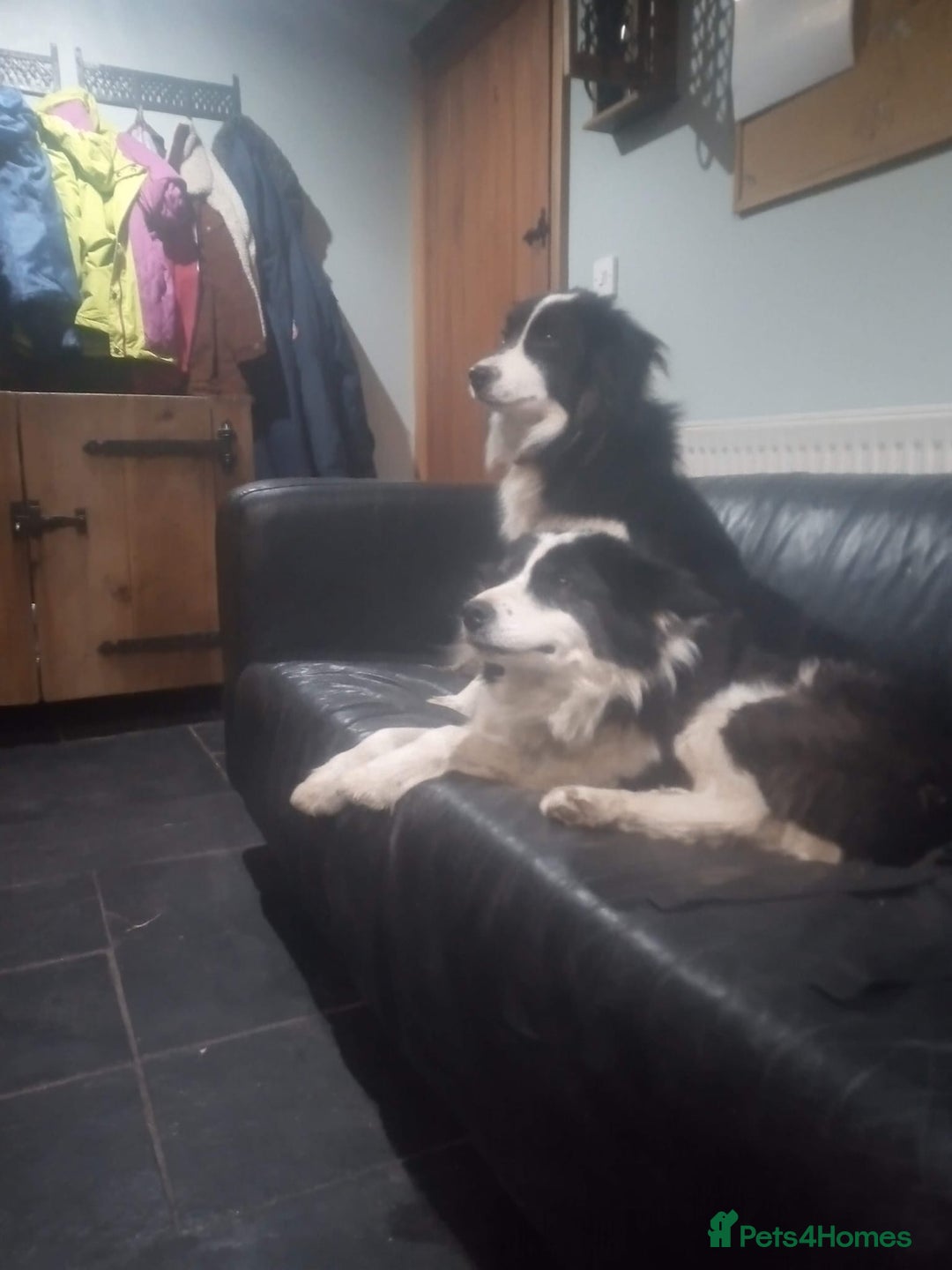 Border Collie dogs for sale: Border Collie puppies  - Advert 15