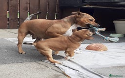 Staffordshire Bull Terrier dogs for sale: Beautiful pup for sale  - Image 4