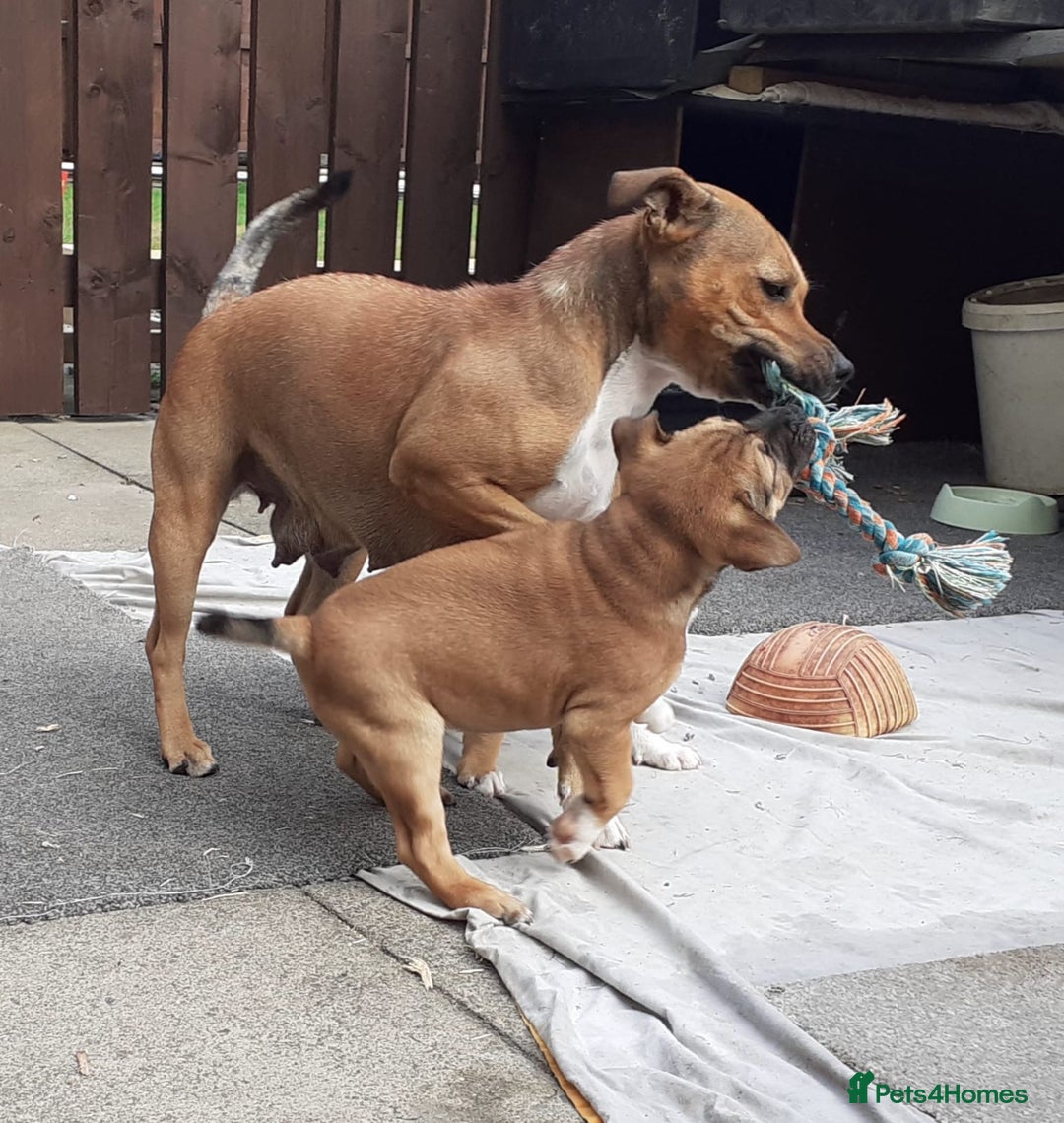 Staffordshire Bull Terrier dogs for sale: Beautiful pup for sale  - Image 4