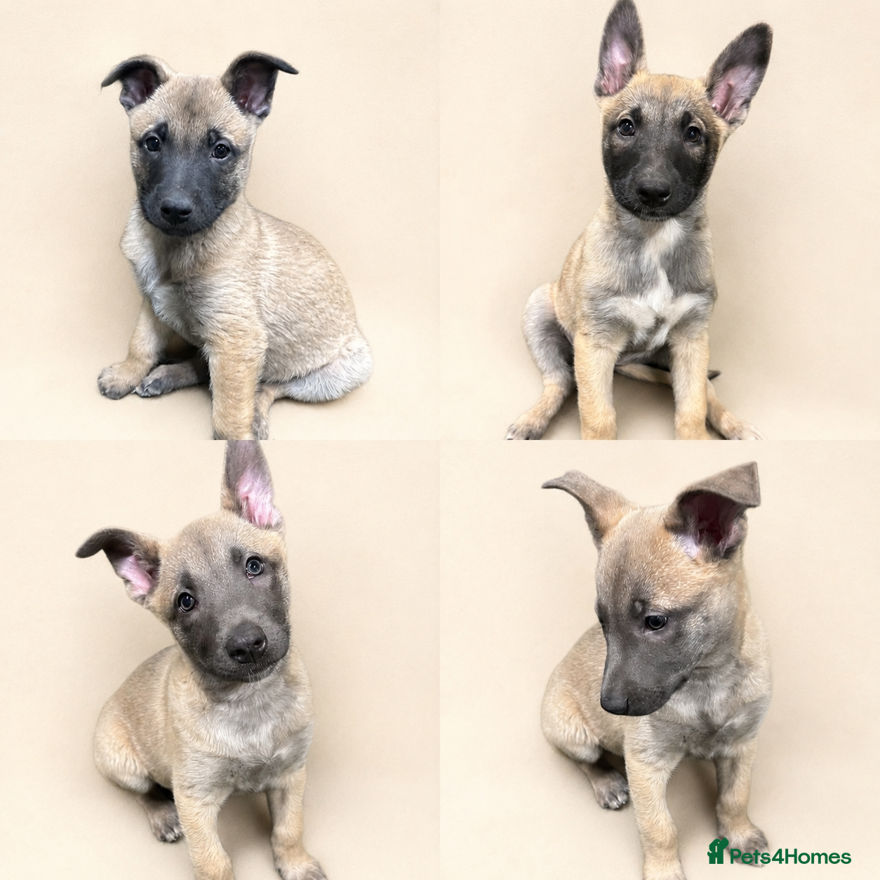 Belgian Shepherd Dog dogs 🤩 Belgian Malinois Puppies 🤩 - Advert 2