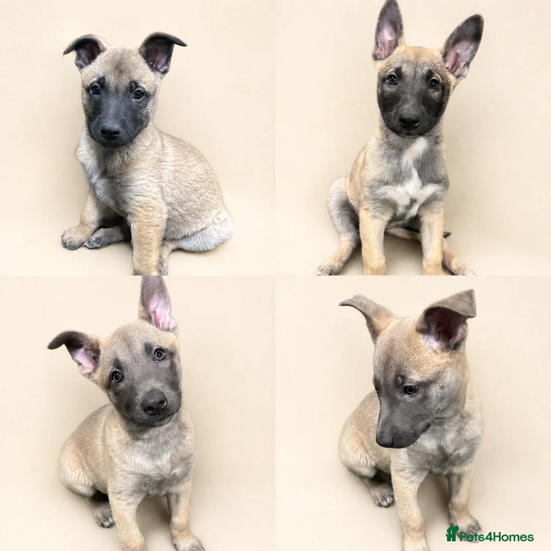 Belgian Shepherd Dog dogs for sale: 🤩 Belgian Malinois Puppies 🤩 in Crook - Advert 2
