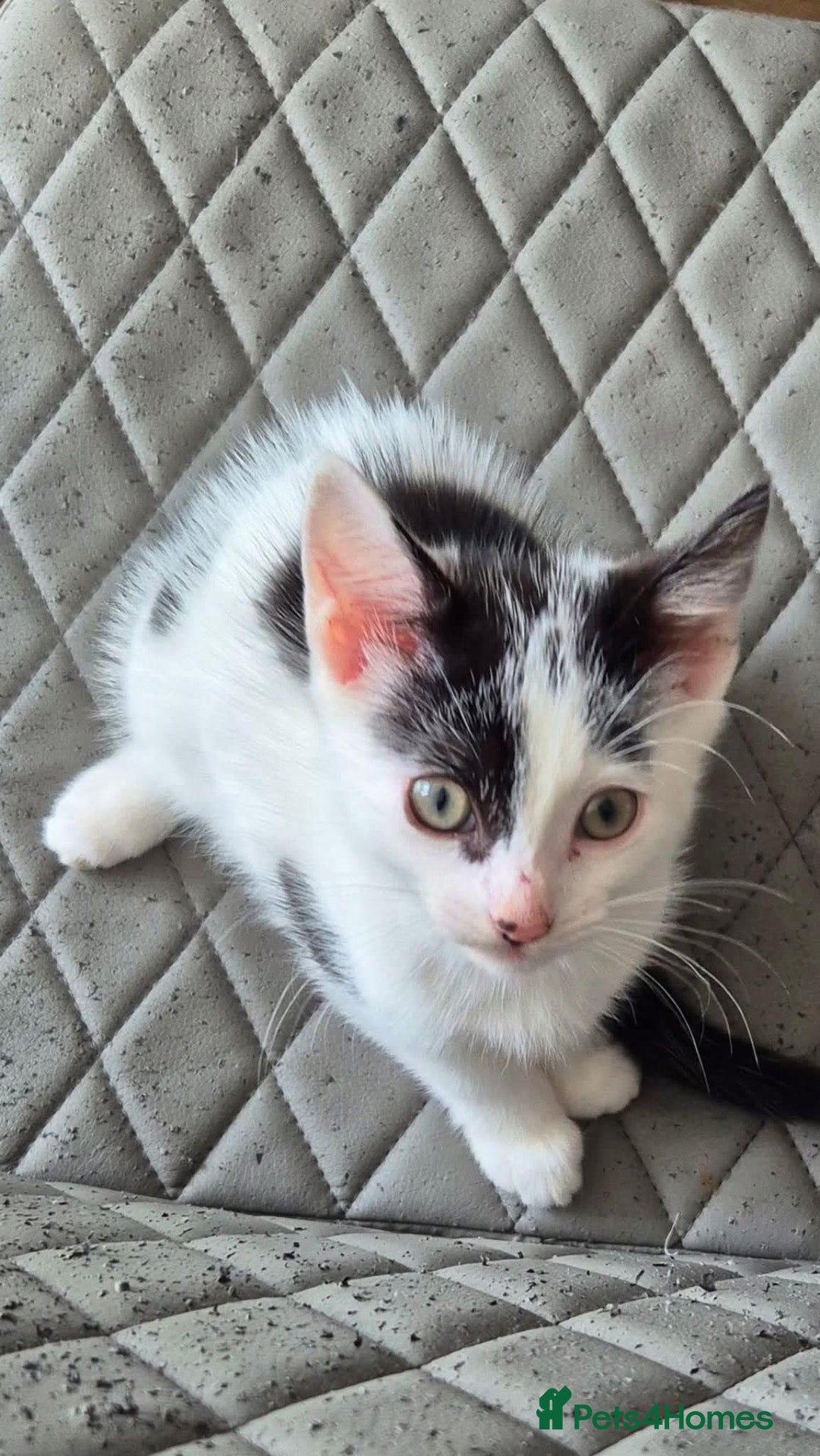 Mixed Breed cats Kitten  - Advert 2