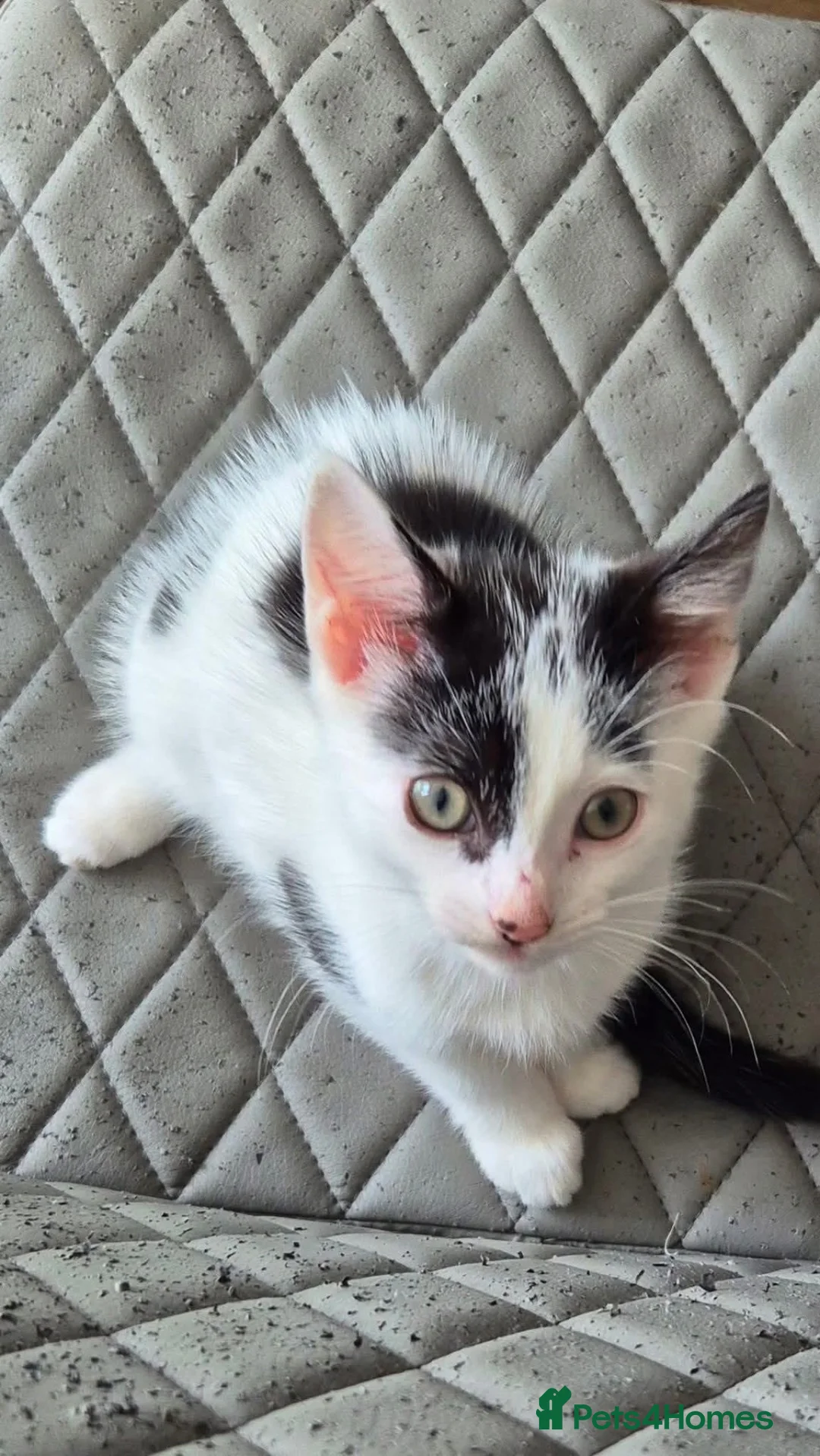 Mixed Breed cats for sale: Kitten  - Advert 1