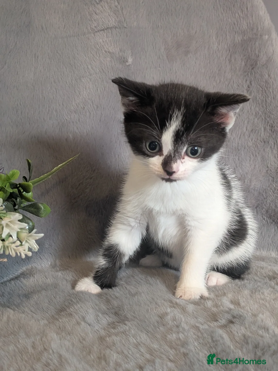 Selkirk Rex cats for sale: Beautiful Kittens – From Pedigree Selkirk Rex Mum - Advert 36